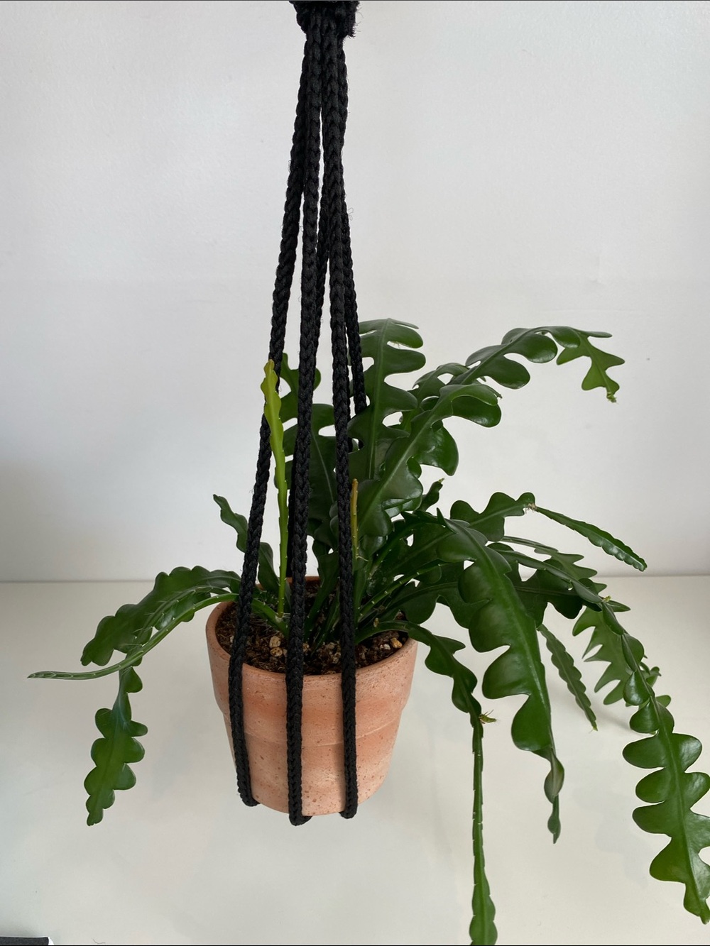 Black Hanging Plant Holder